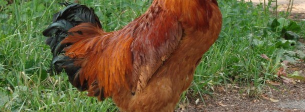 Criam galinhas transgênicas para tratar doenças raras