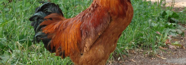 Criam galinhas transgênicas para tratar doenças raras