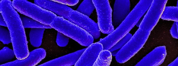 Não, não temos mais bactérias que células no nosso corpo