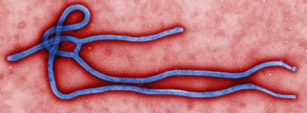 A luta contra o ebola conta com um presente inesperado