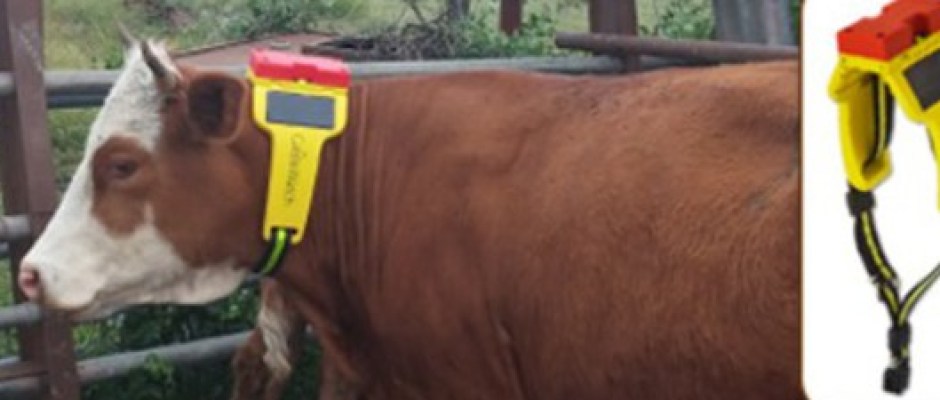 As vacas conectadas também usam wearables