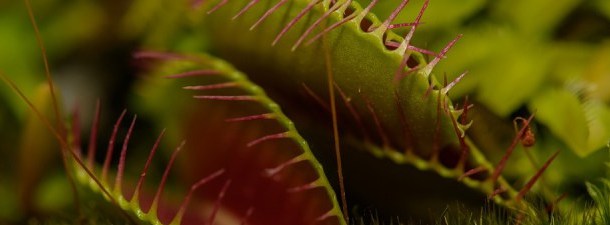 Os segredos das plantas carnívoras, captados pela ciência