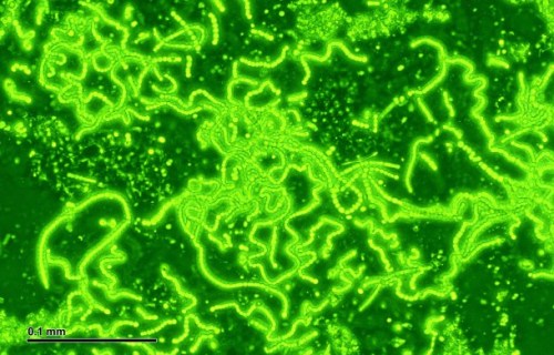 cianobacterias2